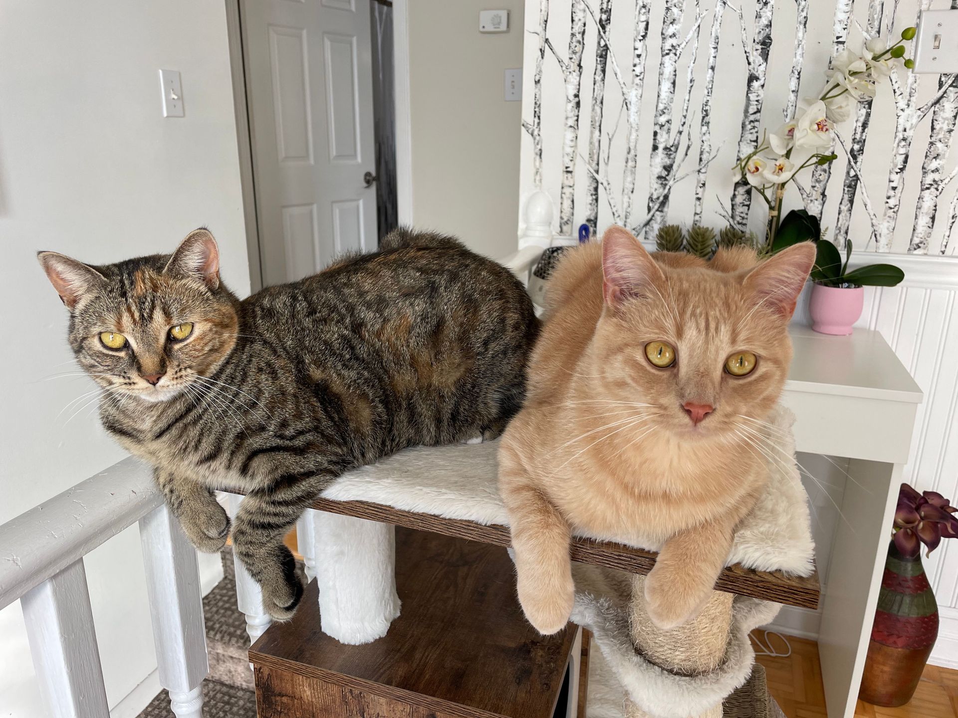 Two cats lounging comfortably indoors on a cat tree surrounded by modern decor.