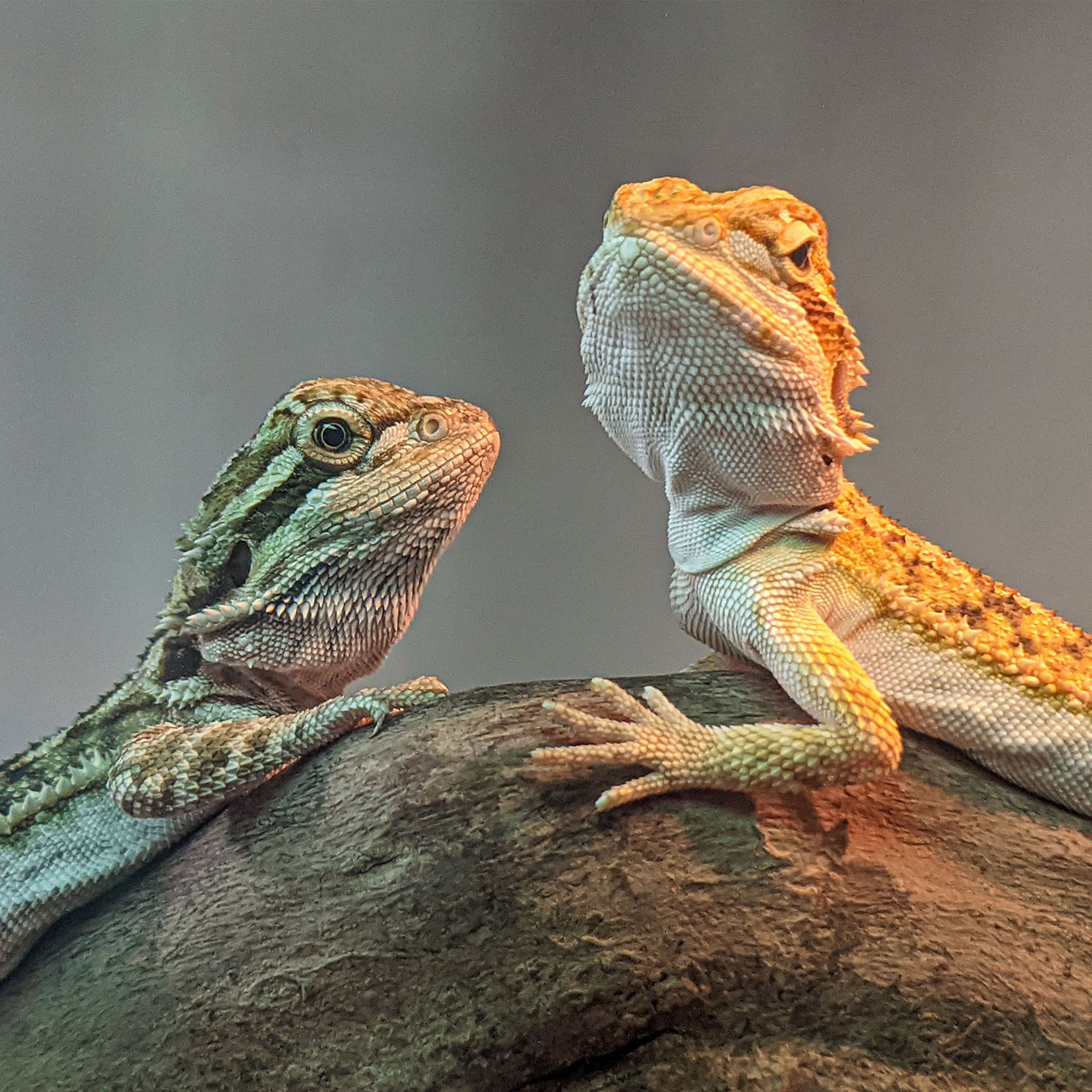 Detailed close-up of two colorful bearded dragons basking on a rock.