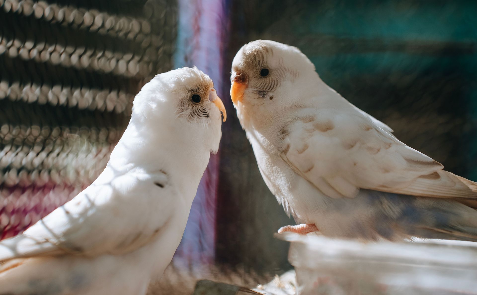 A captivating image of two white parakeets engaging with each other.
